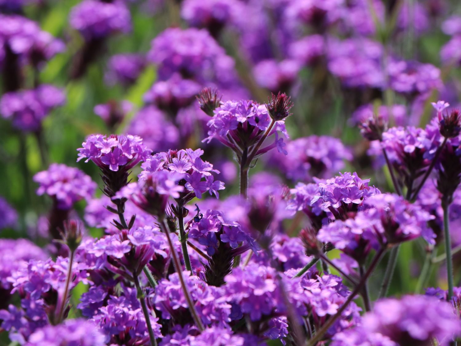 Steifes Eisenkraut 'Venosa' - Verbena rigida 'Venosa'