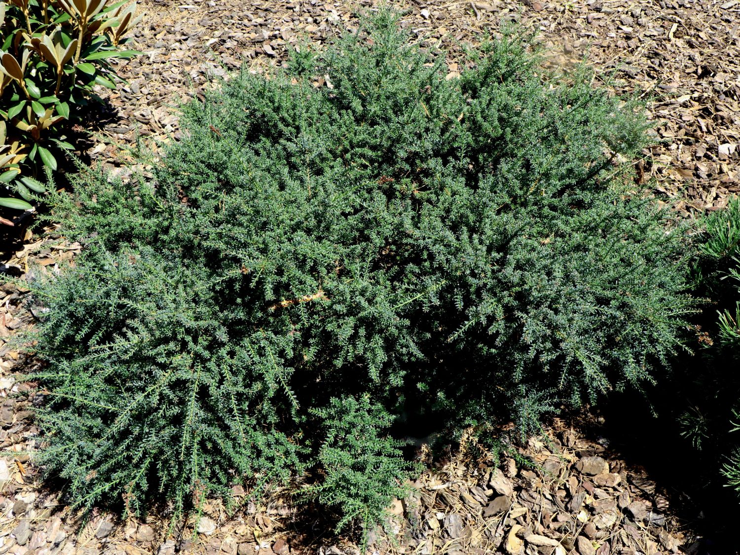 Steineibe 'Blue Gem' - Podocarpus lawrencei 'Blue Gem'