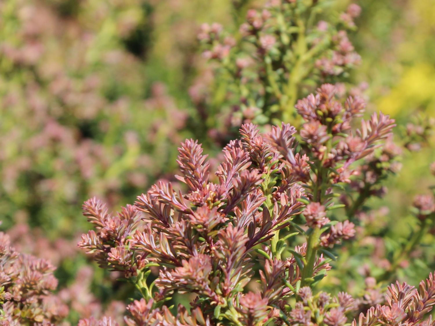 Steineibe 'Red Tip' - Podocarpus lawrencei 'Red Tip'