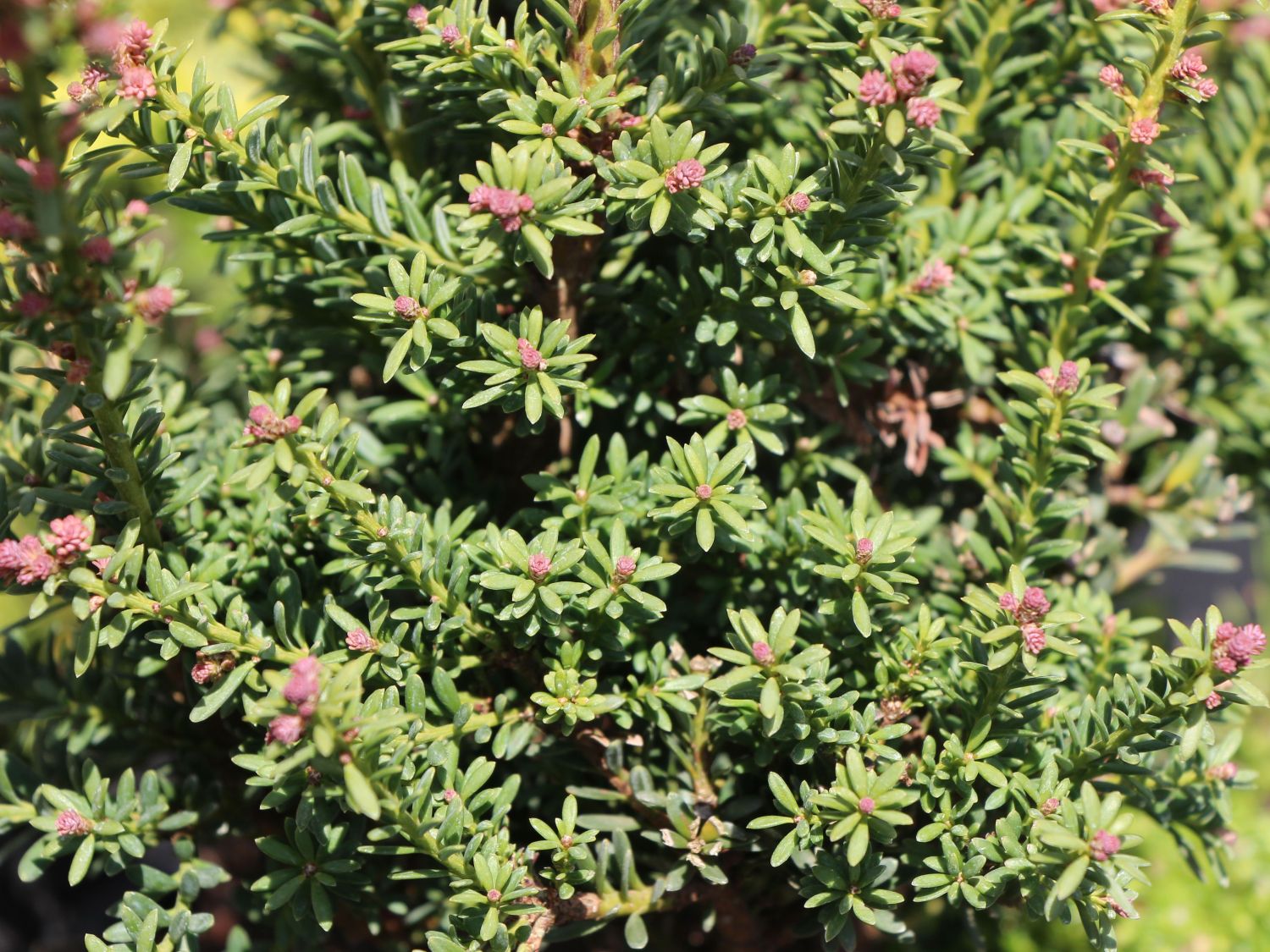 Steineiben (Podocarpus)