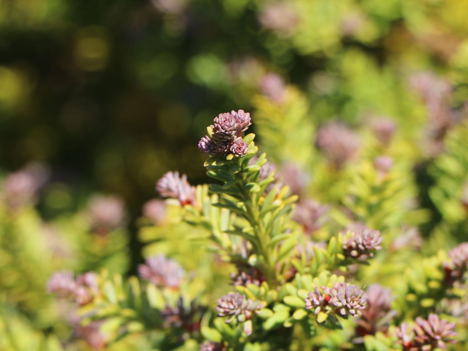 Steineibe 'Red Tip' - Podocarpus lawrencei 'Red Tip'