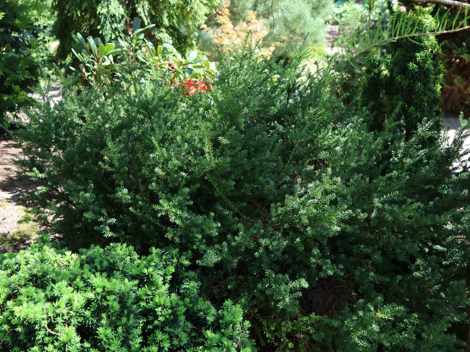 Steineibe 'Red Tip' - Podocarpus lawrencei 'Red Tip'