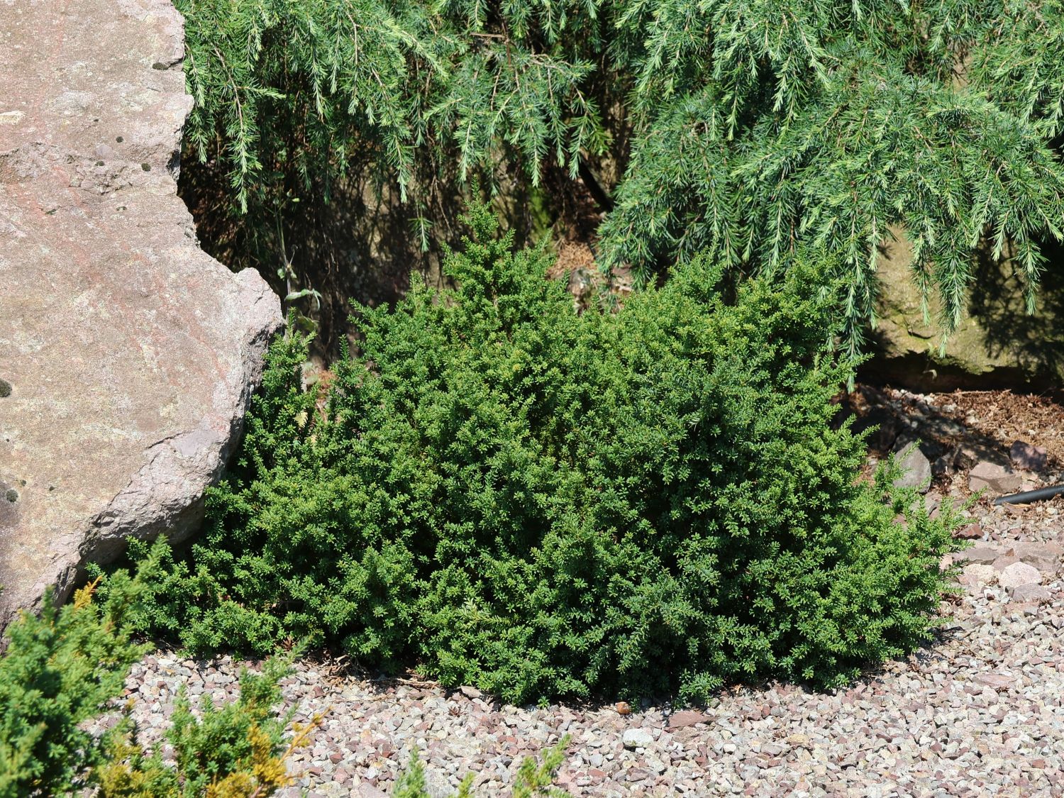 Steineibe 'Red Tip' - Podocarpus lawrencei 'Red Tip'
