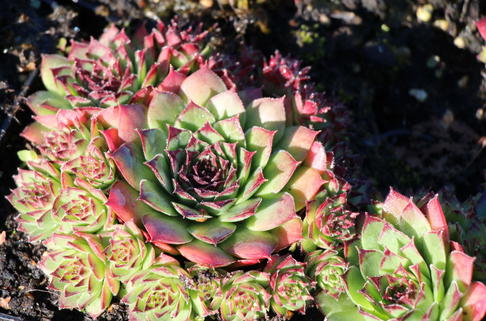 Steinrose 'Pseudocalcareum' - Sempervivum x cultorum 'Pseudocalcareum'