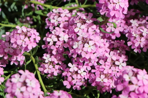 Steintäschel 'Warley Rose' - Aethionema armenum 'Warley Rose'