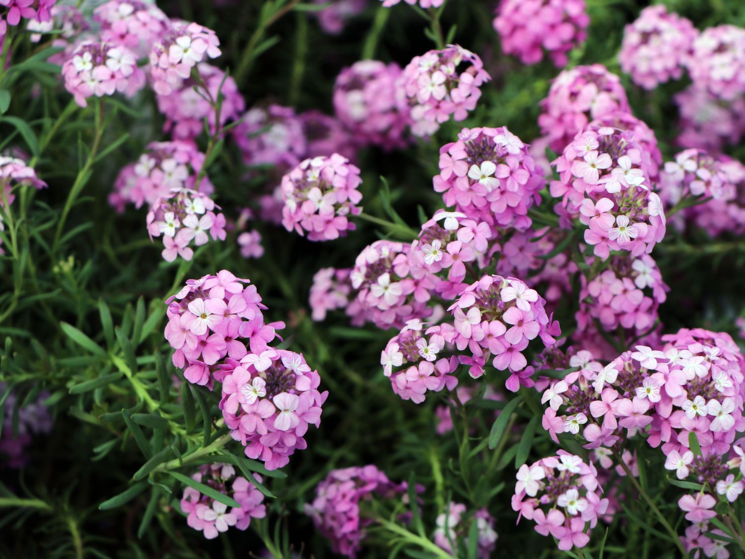 Steintäschel 'Warley Ruber'