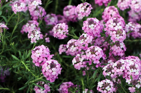 Steintäschel 'Warley Ruber' - Aethionema armenum 'Warley Ruber'