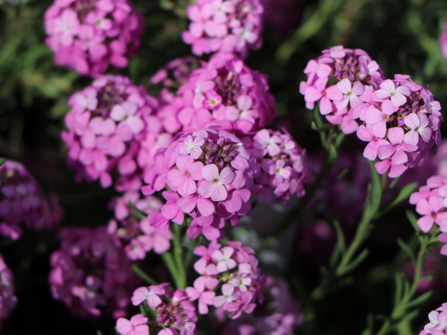 Steintäschel 'Warley Ruber' - Aethionema armenum 'Warley Ruber'