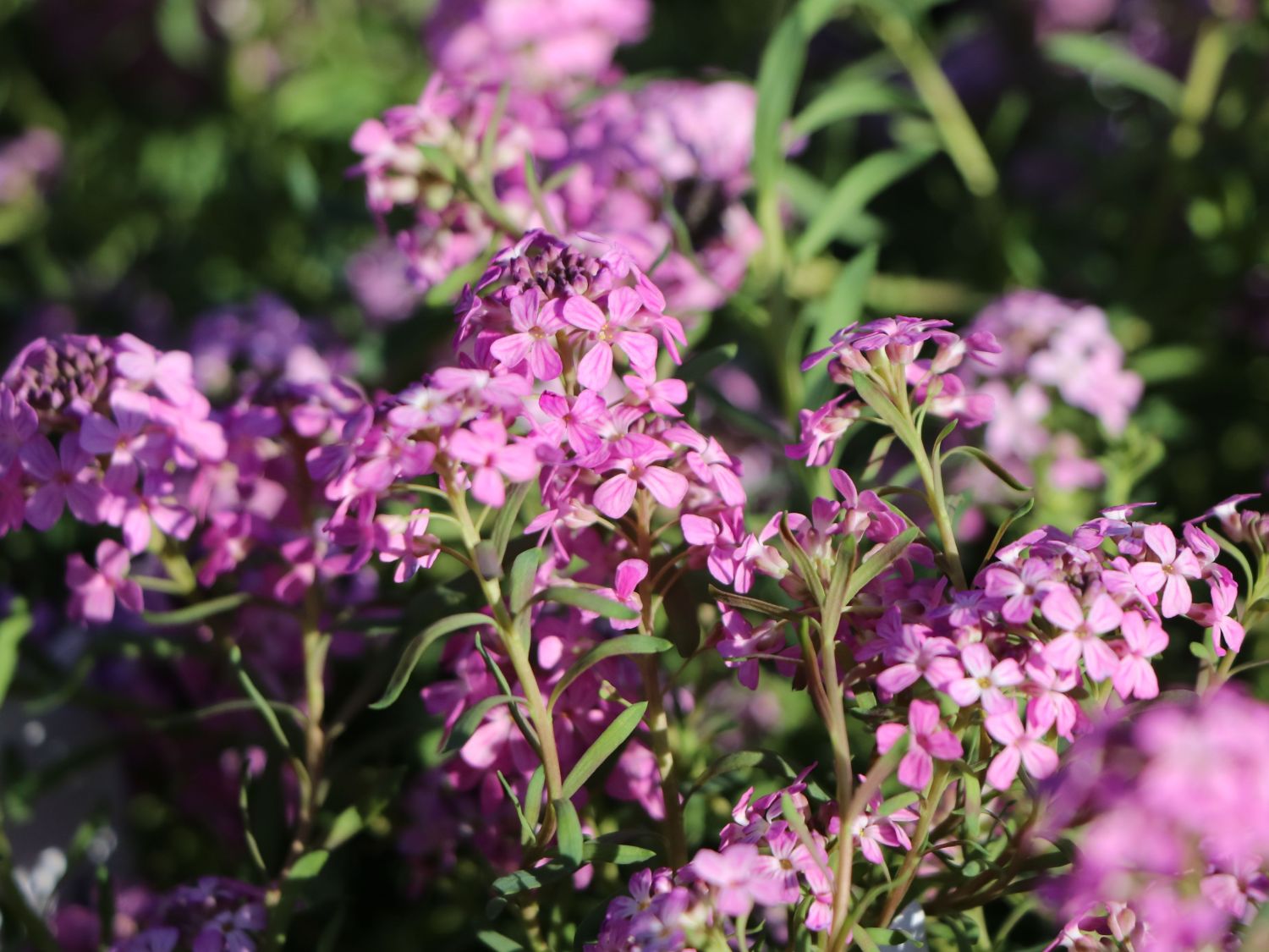 Steintäschel 'Warley Ruber' - Aethionema armenum 'Warley Ruber'