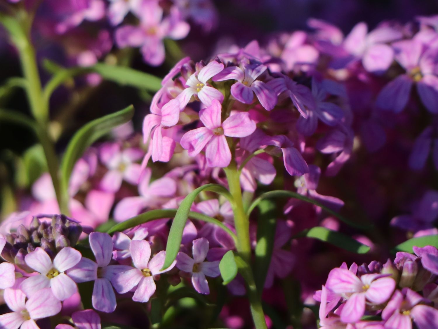 Steintäschel 'Warley Ruber' - Aethionema armenum 'Warley Ruber'