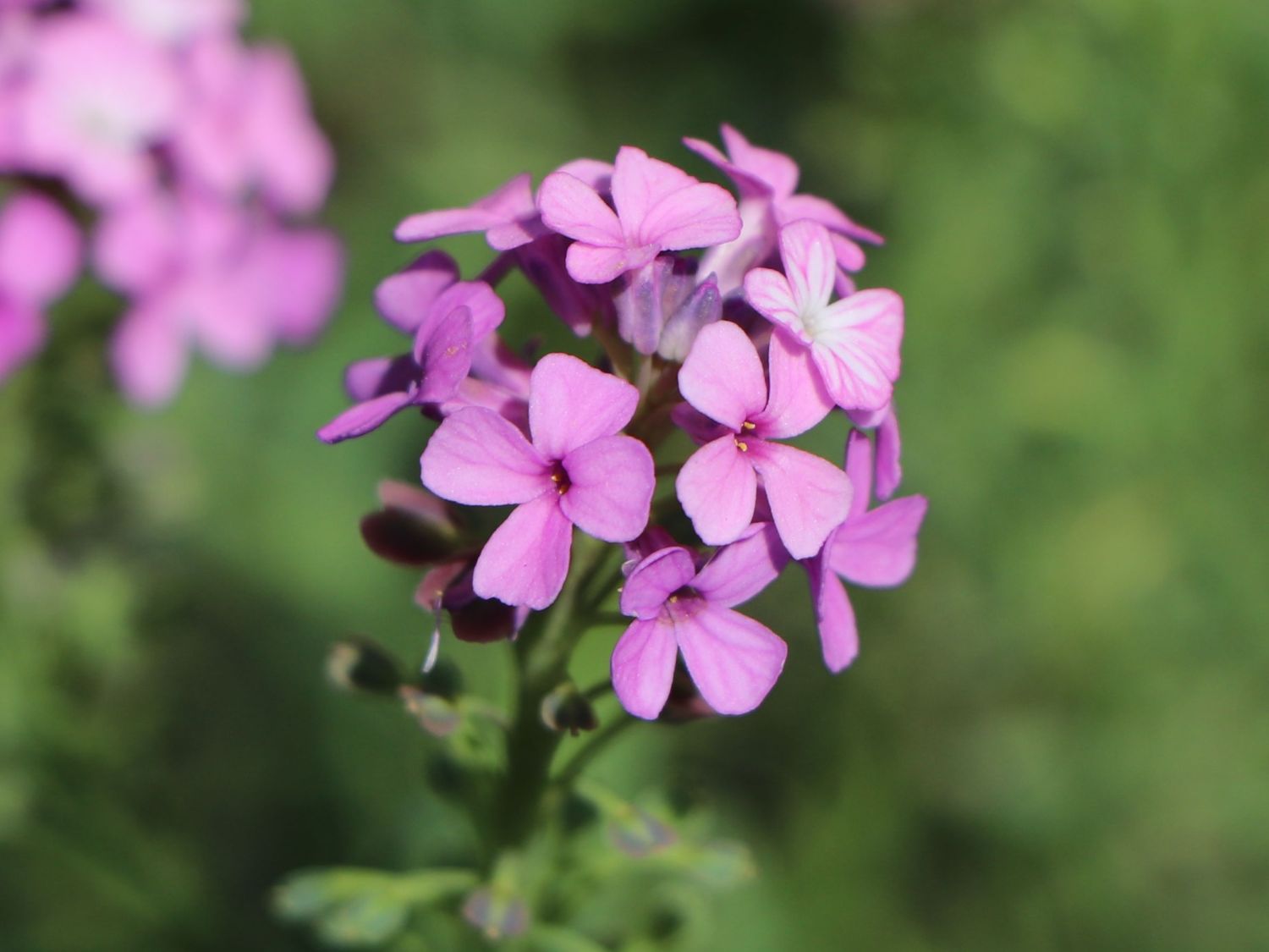 Steintäschel 'Warley Ruber' - Aethionema armenum 'Warley Ruber'