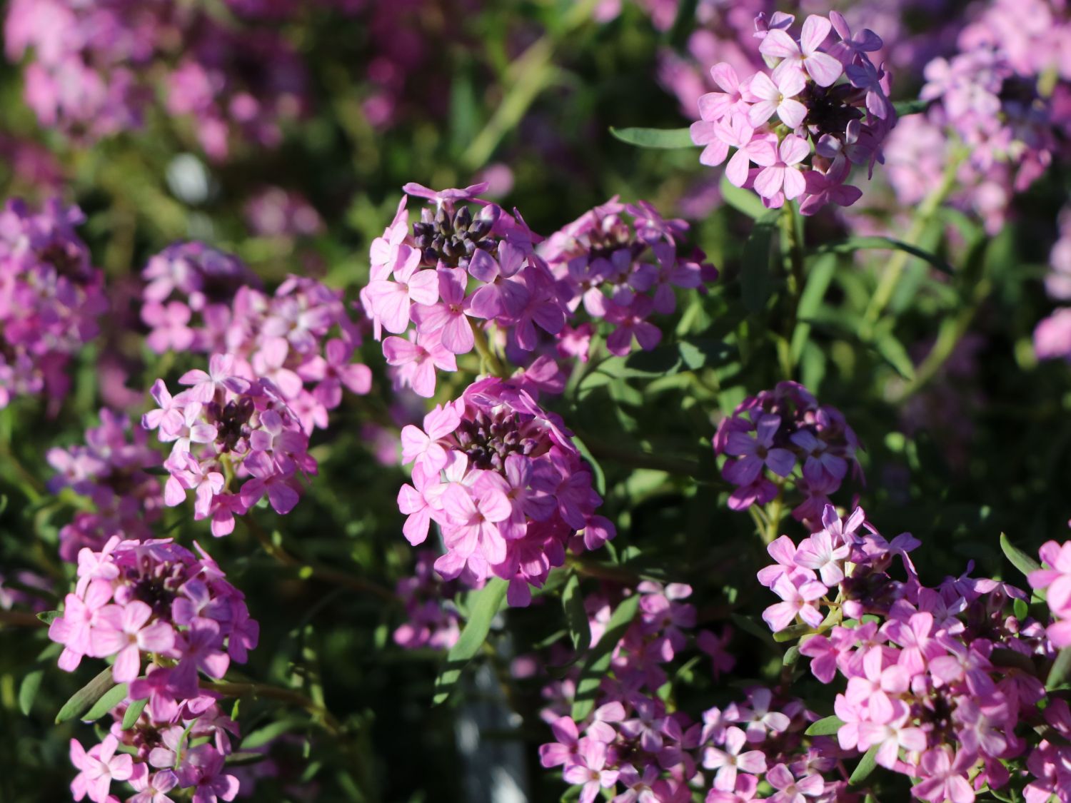 Steintäschel 'Warley Ruber' - Aethionema armenum 'Warley Ruber'