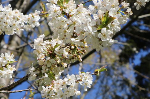 Steinweichsel / Felsenkirsche / Weichselkirsche - Prunus mahaleb