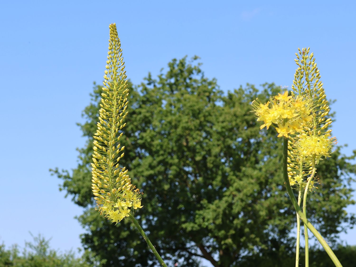 Steppenkerze 'Solid Yellow'