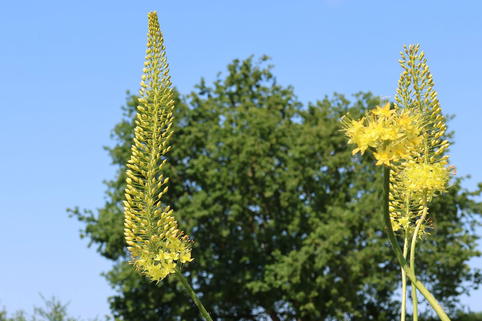 Steppenkerze 'Solid Yellow' - Eremurus x isabellinus 'Solid Yellow'