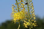 Steppenkerze 'Solid Yellow' - Eremurus x isabellinus 'Solid Yellow'