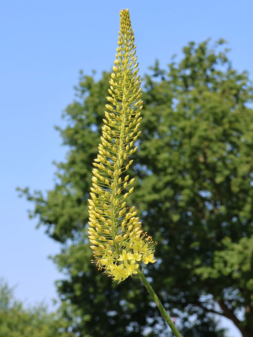Steppenkerze 'Solid Yellow' - Eremurus x isabellinus 'Solid Yellow'