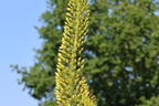 Steppenkerze 'Solid Yellow' - Eremurus x isabellinus 'Solid Yellow'