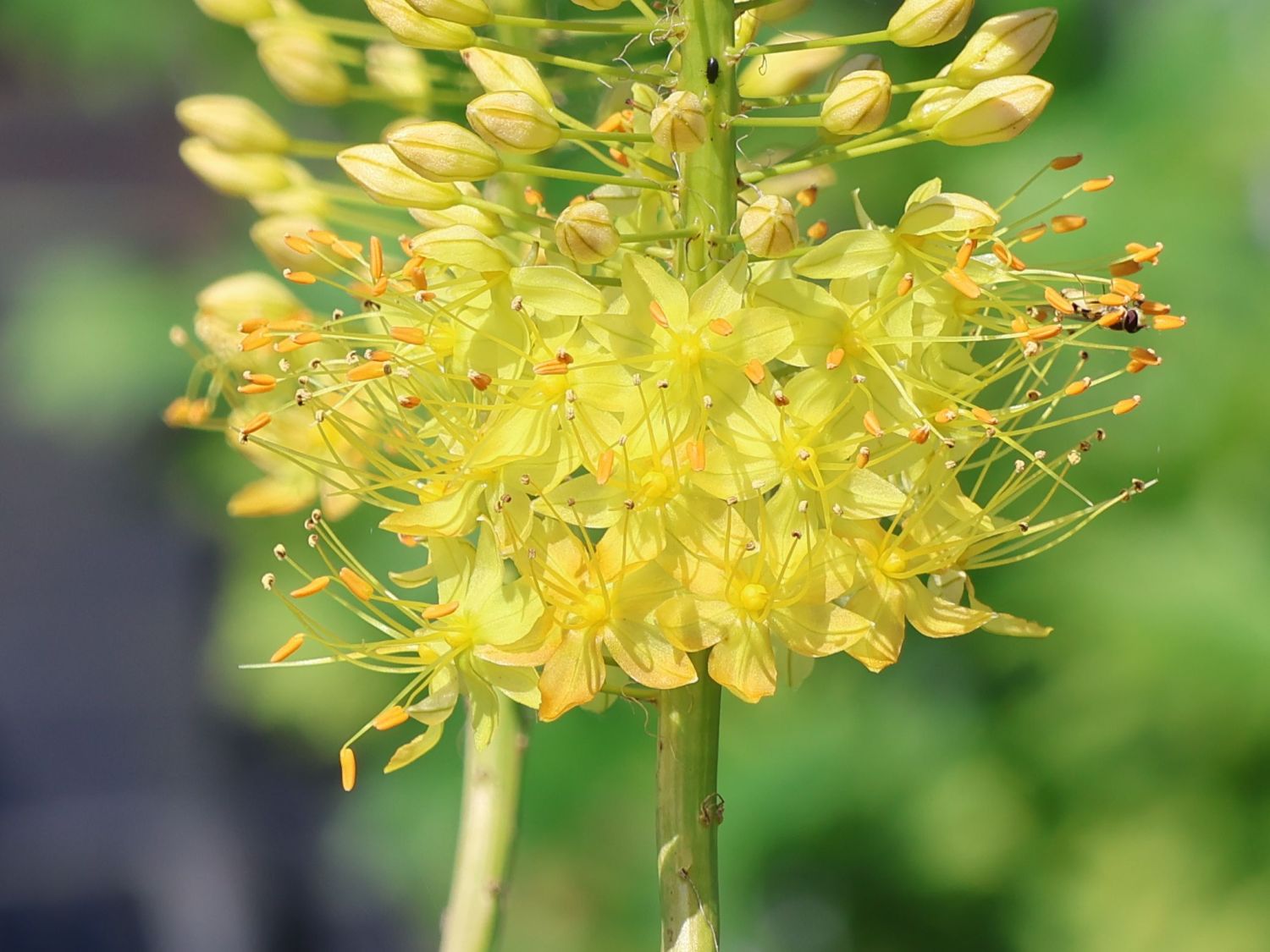 Steppenkerze 'Solid Yellow' - Eremurus x isabellinus 'Solid Yellow'