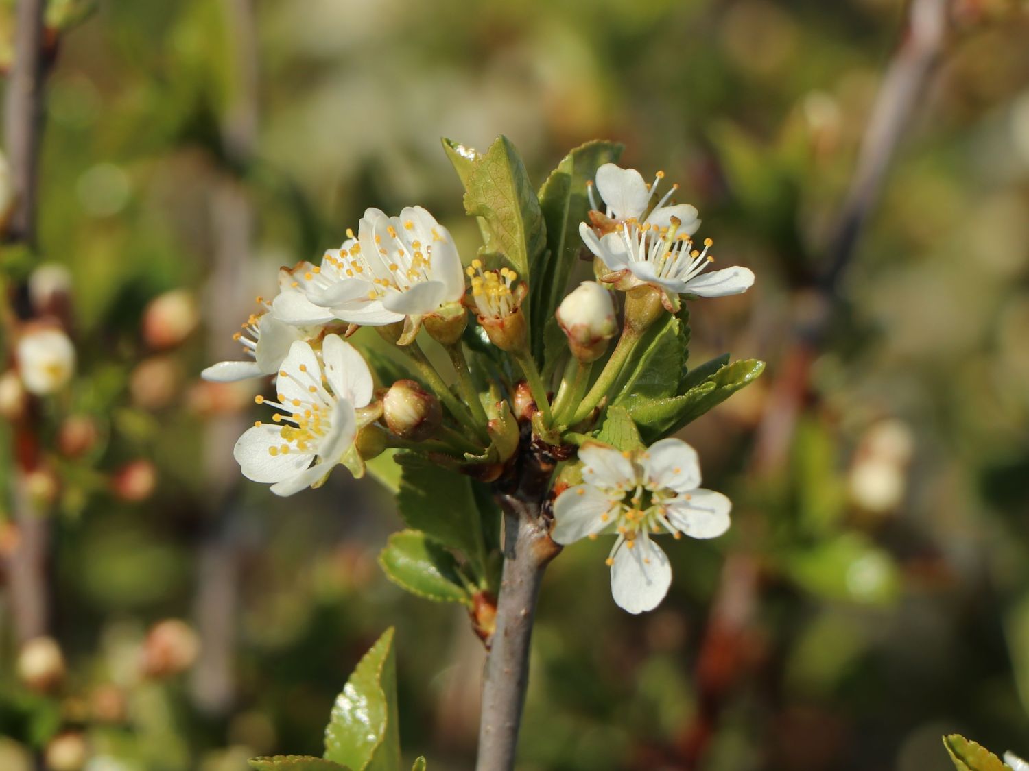 Steppenkirsche 'Globosa' / KugelKirsche 'Globosa' Prunus fruticosa