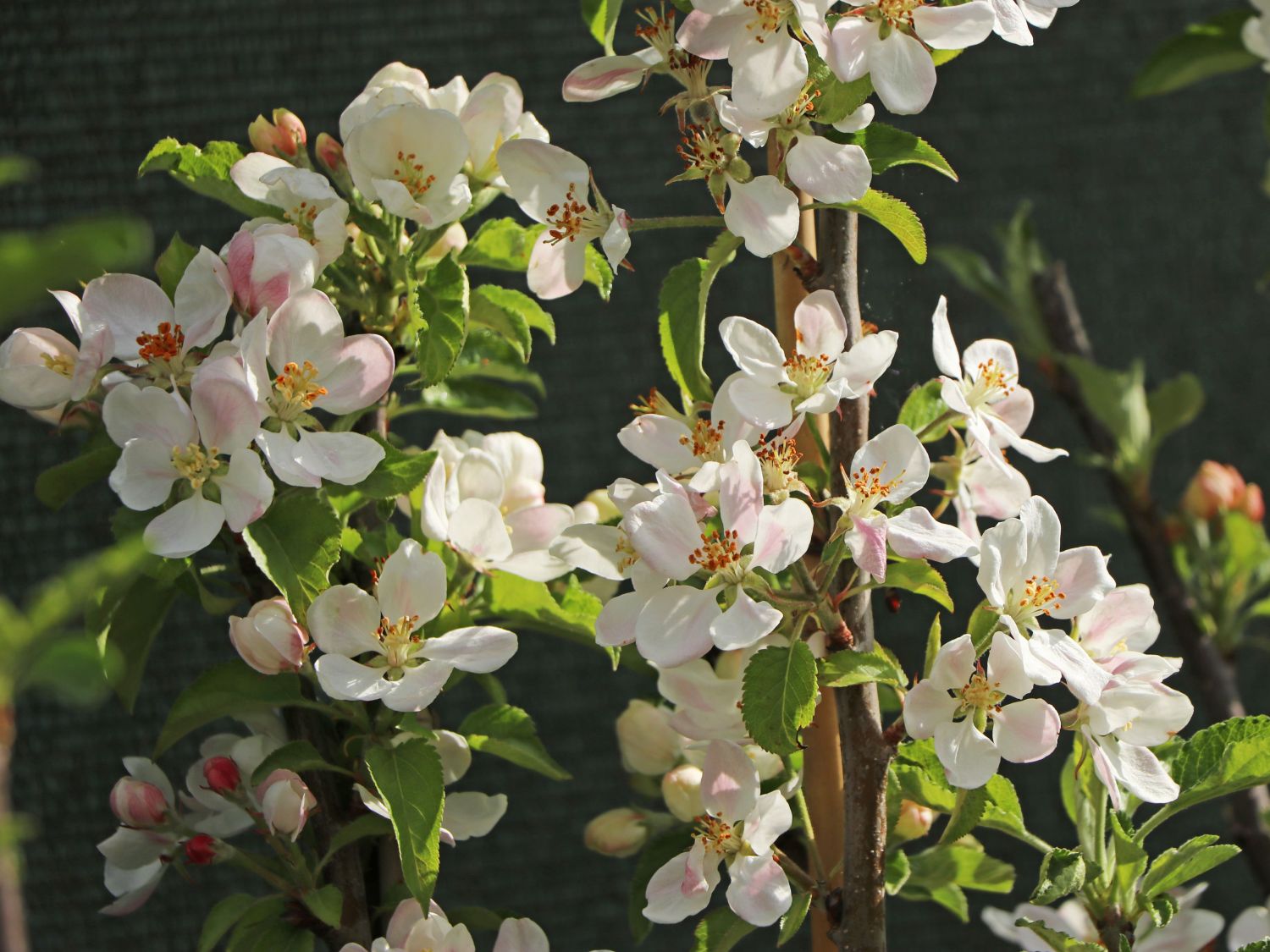 Stern-Apfel 'Apistar' ® - Malus domestica 'Apistar' ® - Baumschule ...