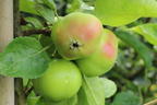 Stern-Apfel 'Apistar' ® - Malus domestica 'Apistar' ®