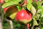 Stern-Apfel 'Apistar' ® - Malus domestica 'Apistar' ®