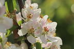Stern-Apfel 'Apistar' ® - Malus domestica 'Apistar' ®