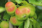 Stern-Apfel 'Apistar' ® - Malus domestica 'Apistar' ®
