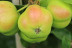 Stern-Apfel 'Apistar' ® - Malus domestica 'Apistar' ®