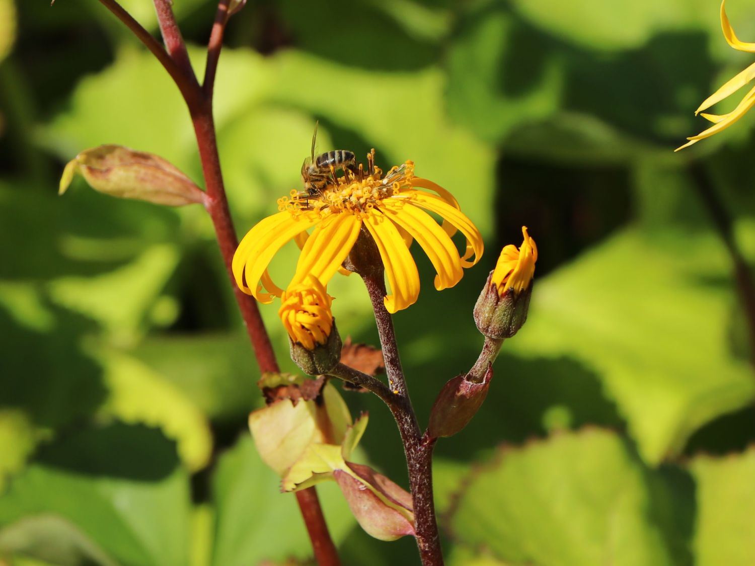 Stern-Goldkolben - Ligularia dentata