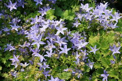 Sternpolster-Glockenblume