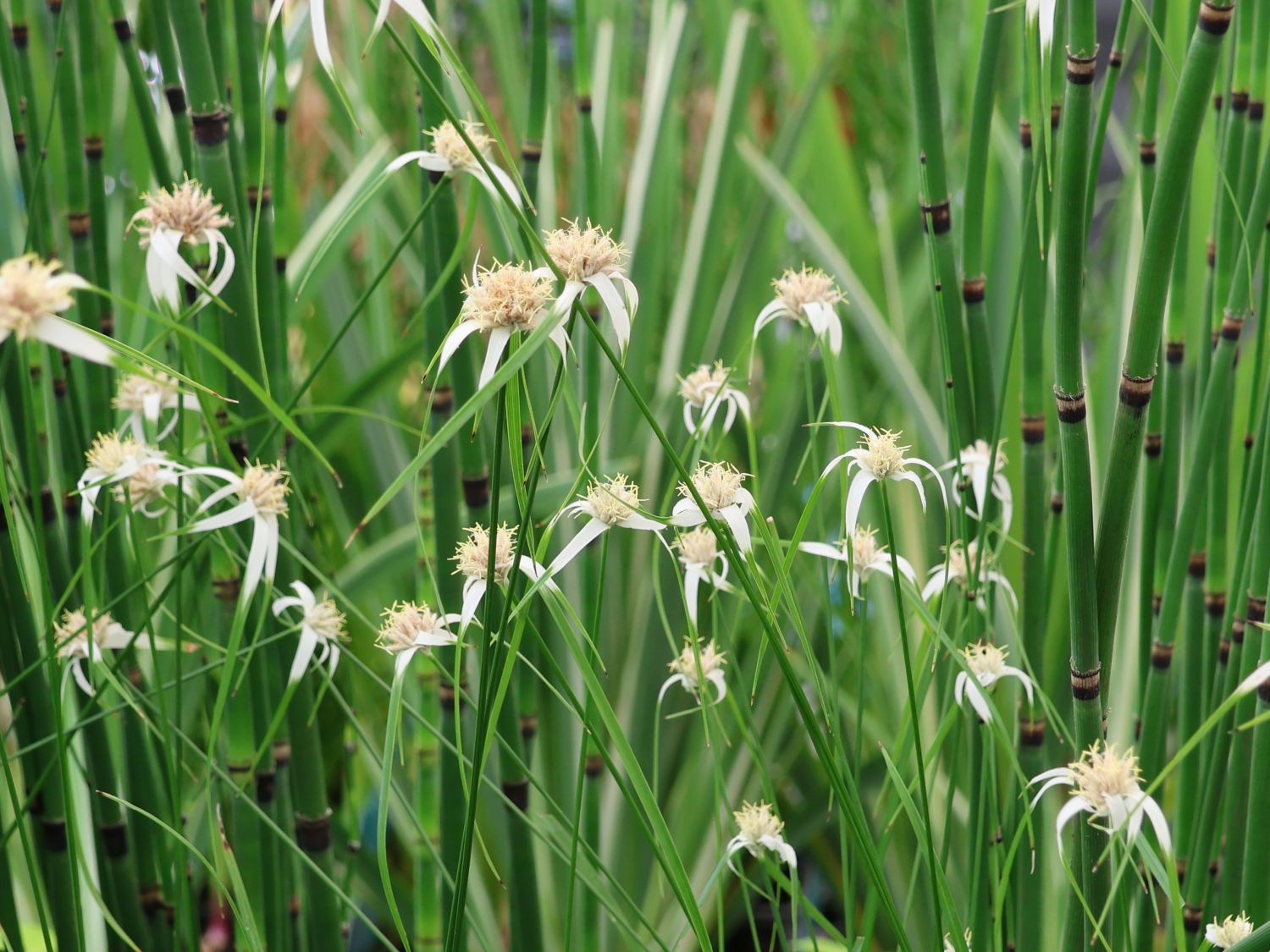 Dichromena (Dichromena)