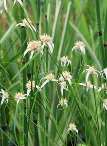 Dichromena (Dichromena)