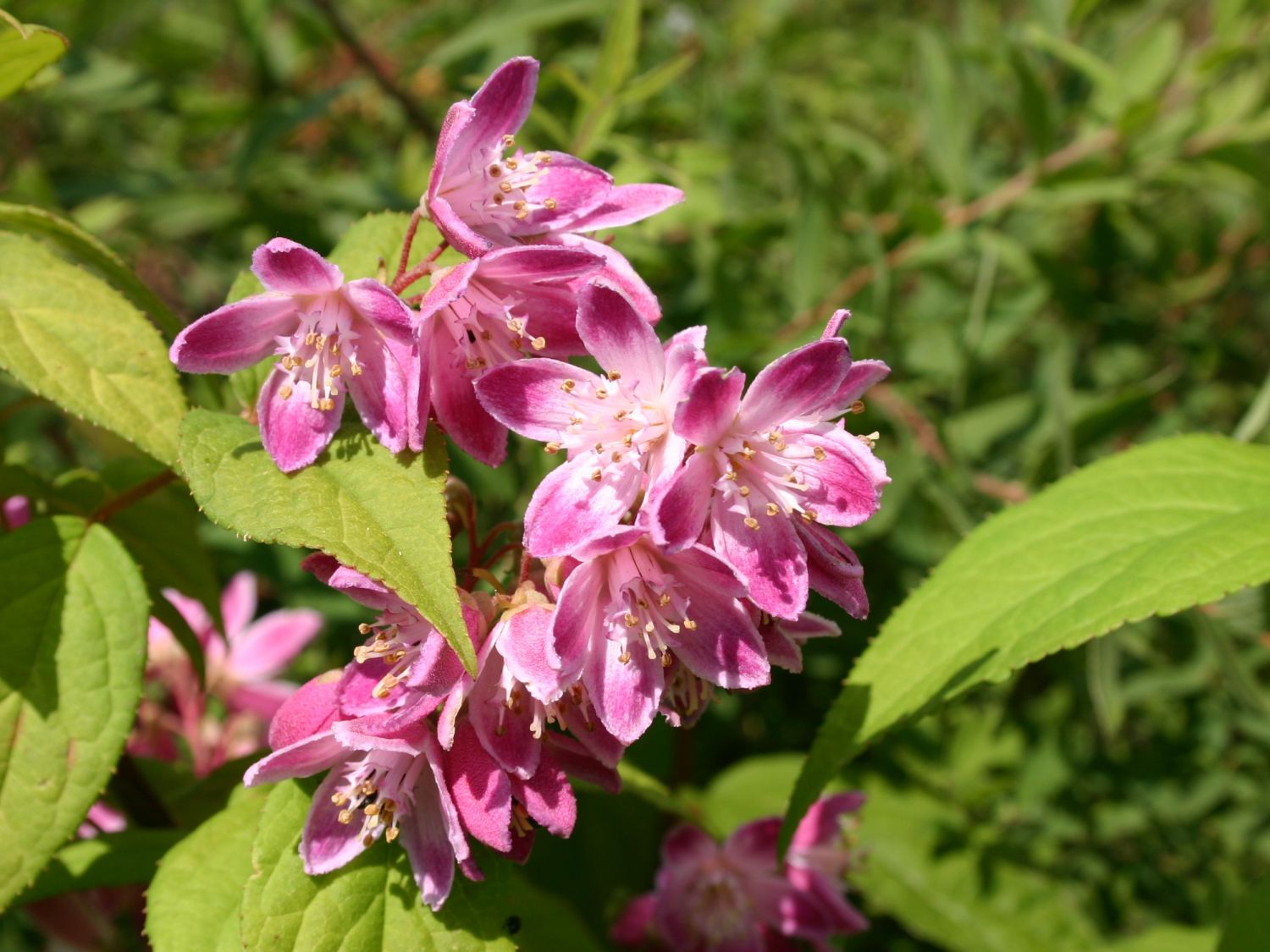 Sternchenstrauch 'Rosealind'