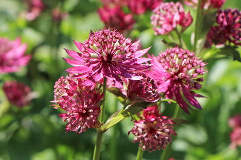 Sterndolde 'Abbey Road' - Astrantia major 'Abbey Road'