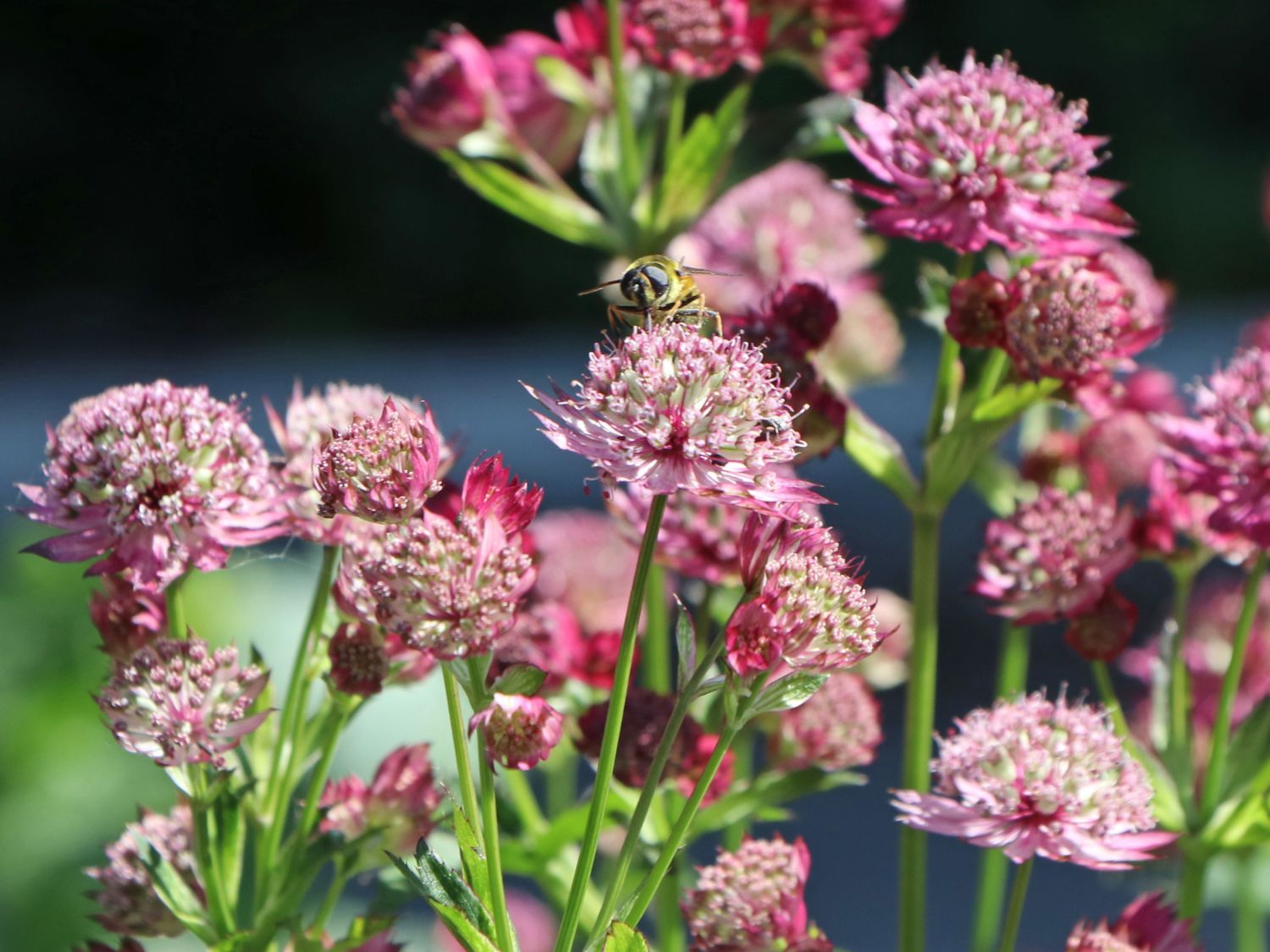 Sterndolde 'Abbey Road' - Astrantia major 'Abbey Road'
