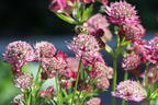 Sterndolde 'Abbey Road' - Astrantia major 'Abbey Road'