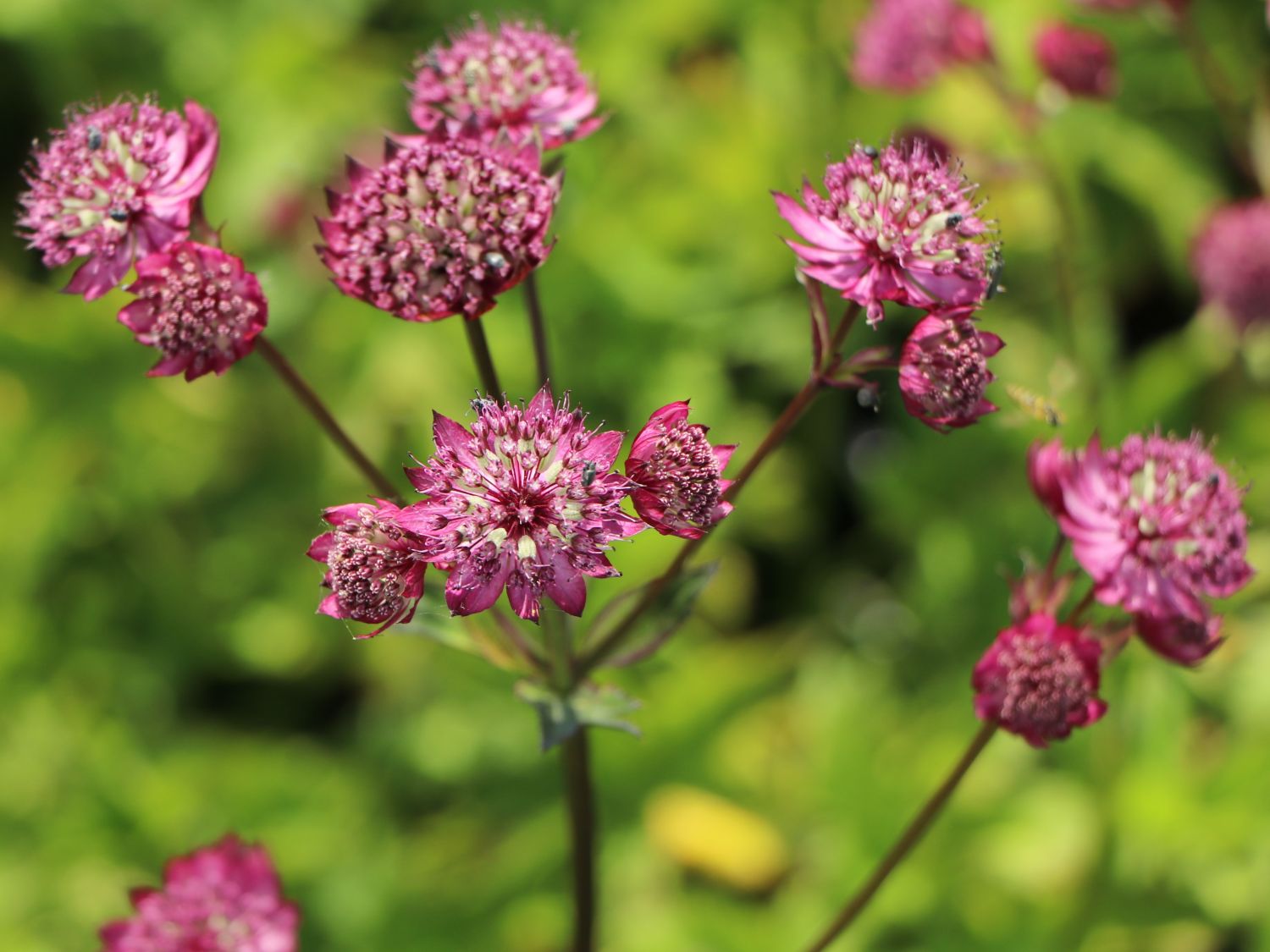 Sterndolde 'Abbey Road' - Astrantia major 'Abbey Road'