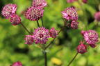 Sterndolde 'Abbey Road' - Astrantia major 'Abbey Road'