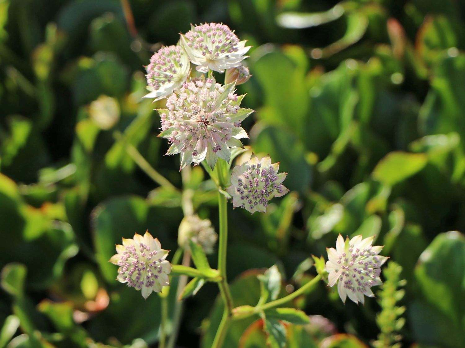 Sterndolde 'Buckland'