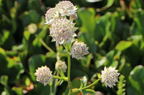 Sterndolde 'Buckland' - Astrantia major 'Buckland'