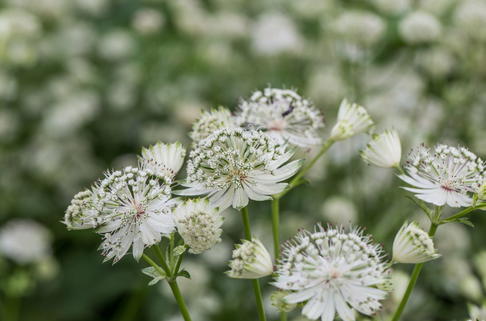 Sterndolde 'Margery Fish' - Astrantia major 'Margery Fish'