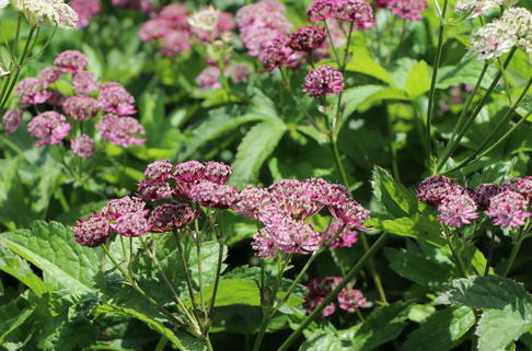 Sterndolde 'Primadonna' - Astrantia major 'Primadonna'