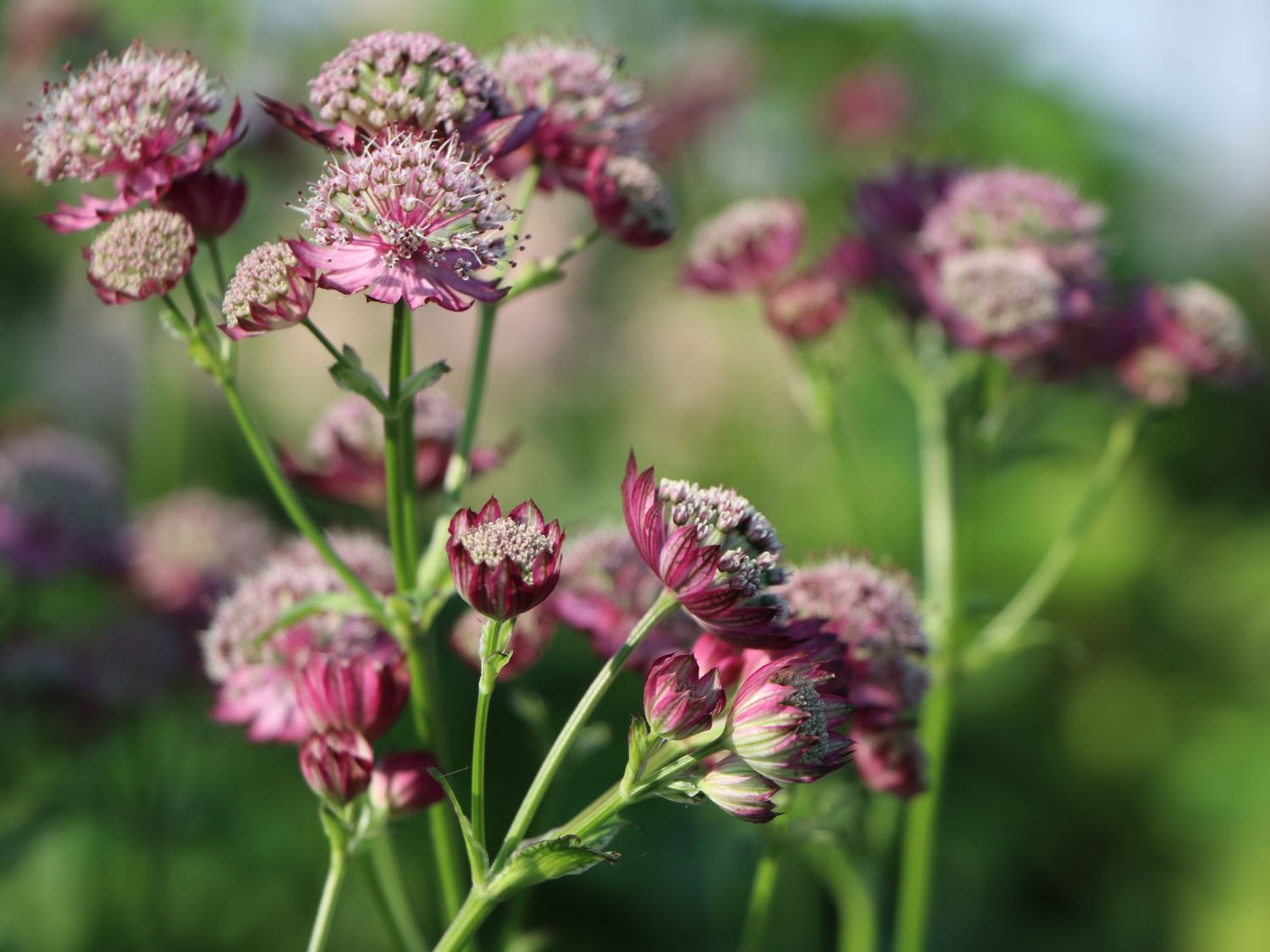 Sterndolde 'Ruby Cloud' - Astrantia major 'Ruby Cloud'