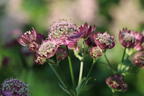 Sterndolde 'Ruby Cloud' - Astrantia major 'Ruby Cloud'