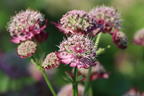 Sterndolde 'Ruby Cloud' - Astrantia major 'Ruby Cloud'