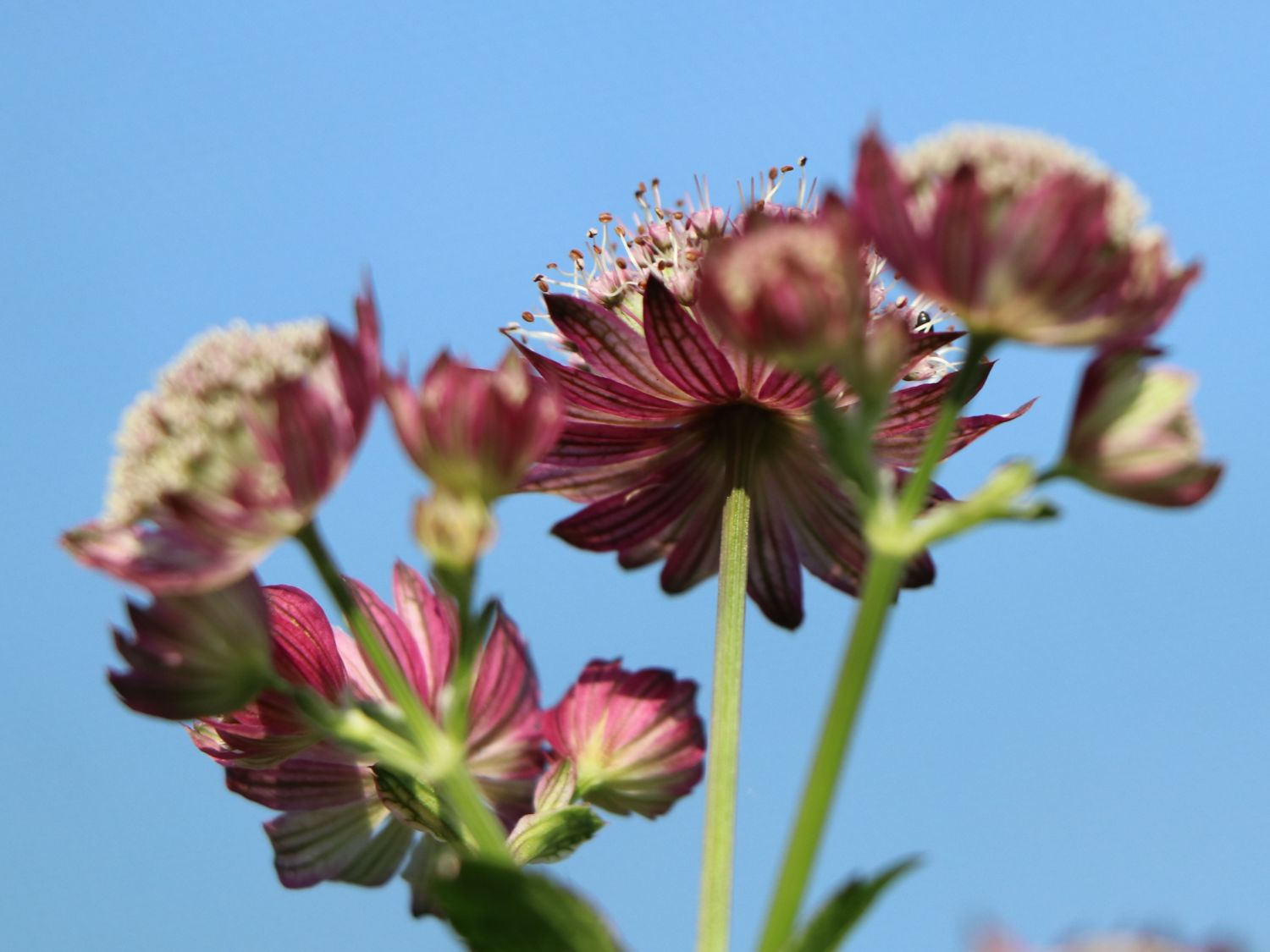 Sterndolde 'Ruby Cloud' - Astrantia major 'Ruby Cloud'