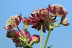 Sterndolde 'Ruby Cloud' - Astrantia major 'Ruby Cloud'