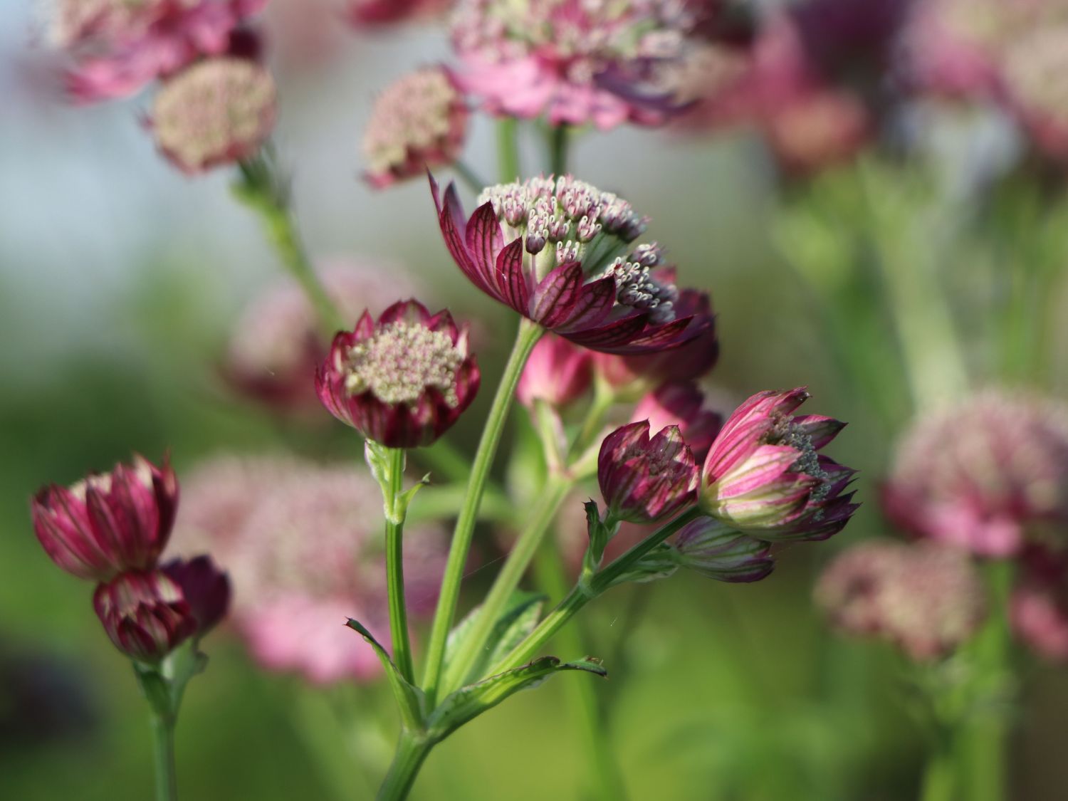 Sterndolde 'Ruby Cloud' - Astrantia major 'Ruby Cloud'